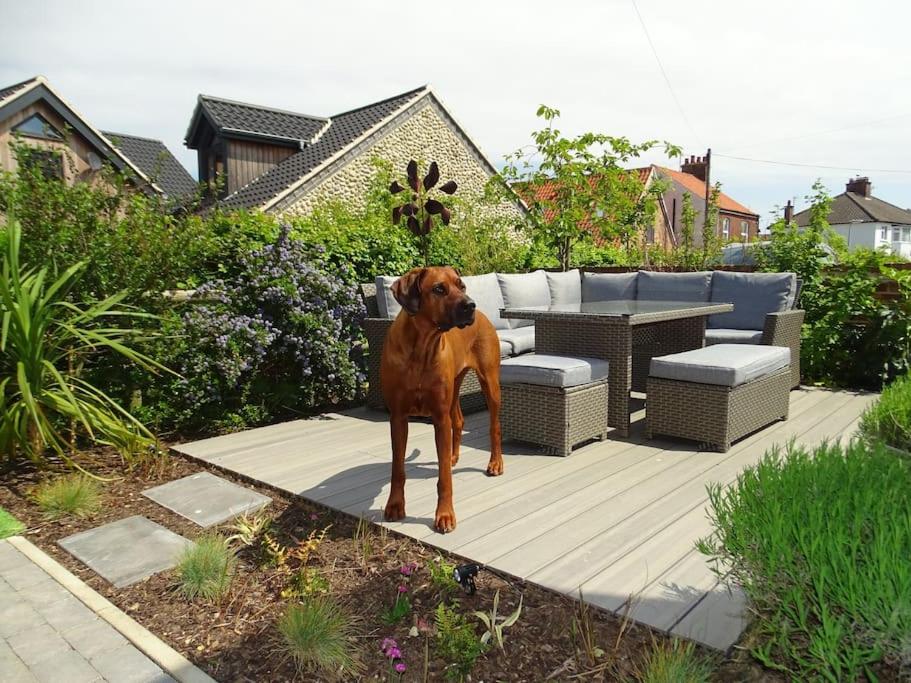 a brown dog standing on a wooden deck at 3 double bed house with parking in Sheringham in Sheringham