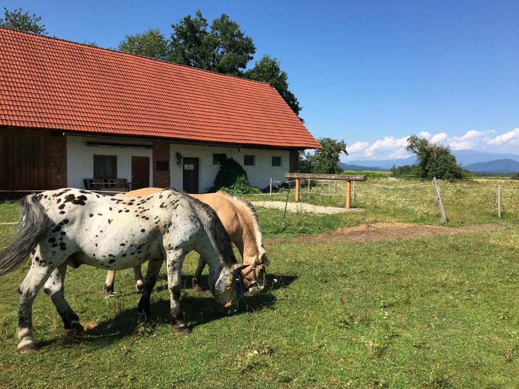 Zvířata v penzionu nebo okolí