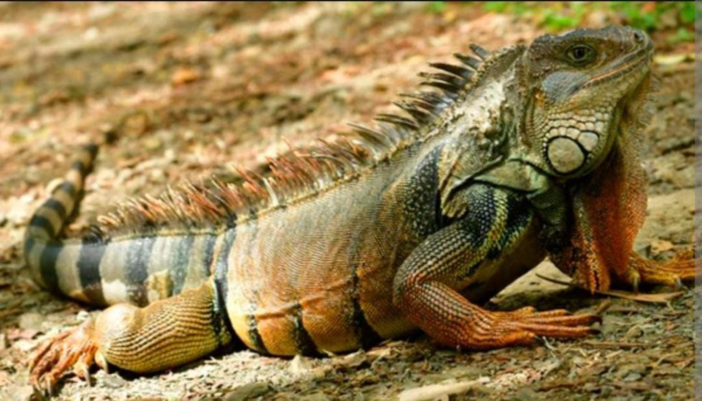 Altri animali domestici presso la locanda o nei dintorni