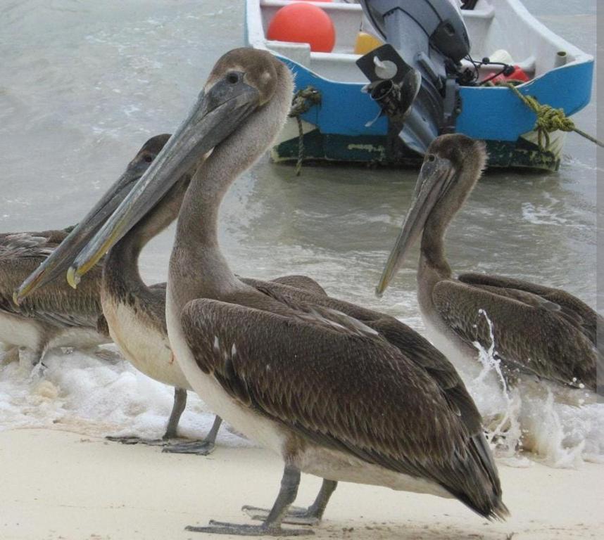 Altri animali domestici presso la locanda o nei dintorni