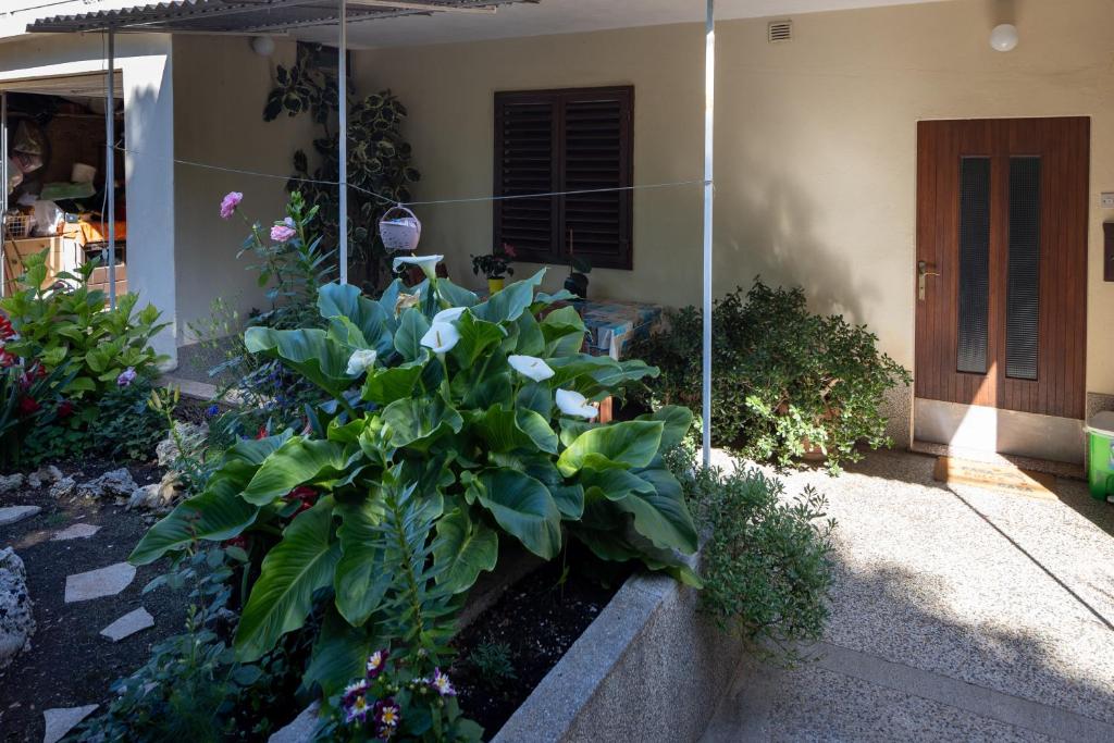 Zahrada ubytování Rooms with a parking space Stari Grad, Hvar - 14831