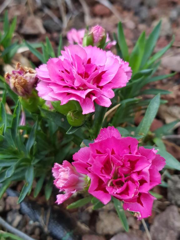 Zahrada ubytování Nel giardino di Dafne