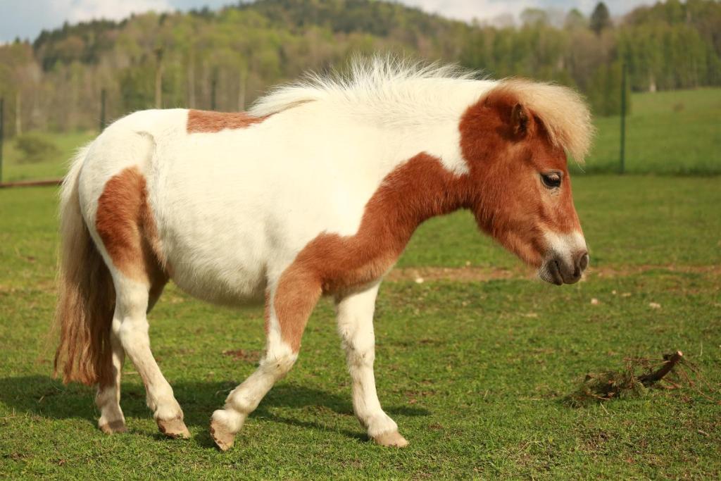 Zvířata v penzionu nebo okolí