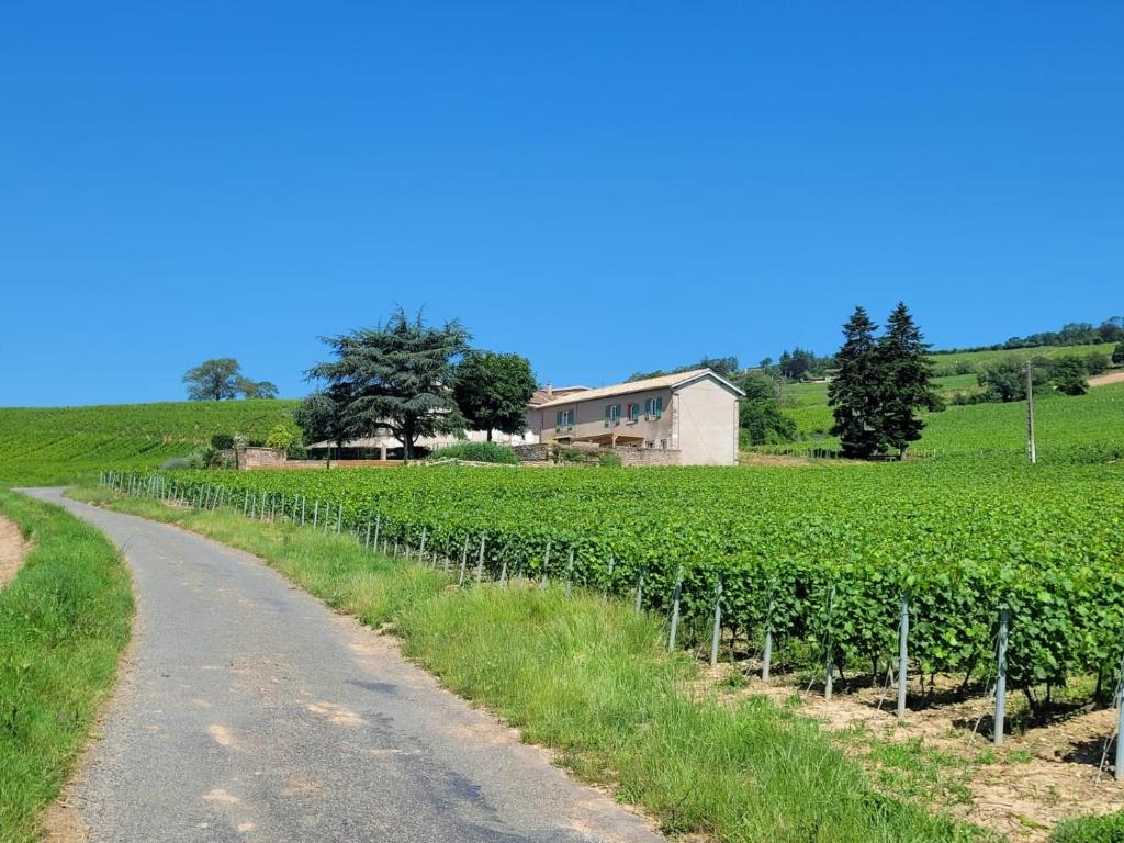 朱里耶纳La maison de Bruno的一片藤田,有房子在后面