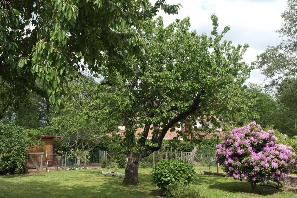 un árbol con flores rosas en un patio en B&B Viale dei Pini, en Rocca Priora
