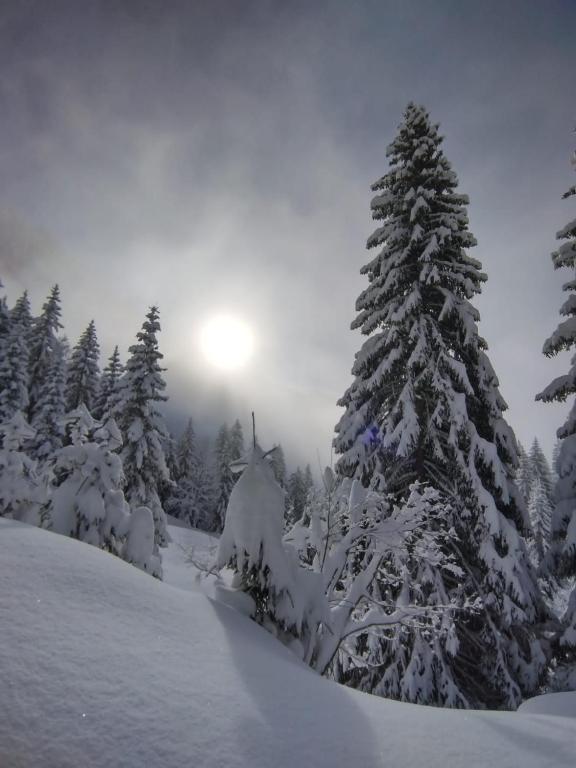 une forêt enneigée avec un arbre enneigé dans l'établissement Beau duplex lumineux à la montagne Nice flat just underneath MtBlanc, aux Houches