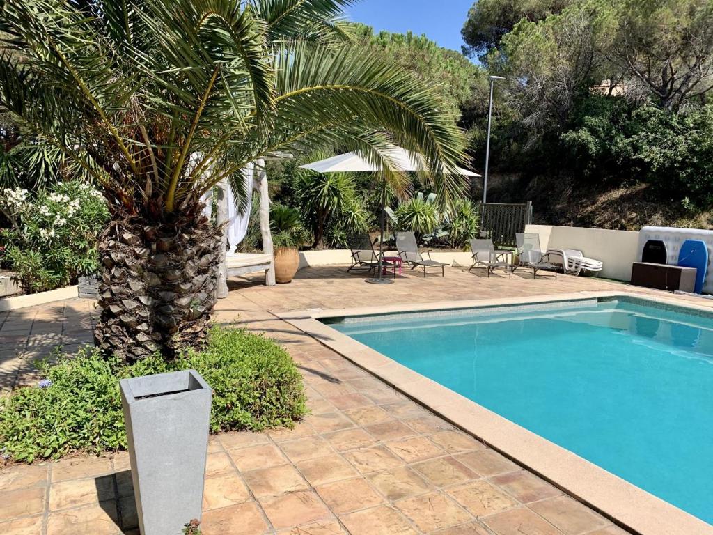 een palmboom naast een zwembad met een palmboom bij Gite 525 avec piscine in Sainte-Maxime