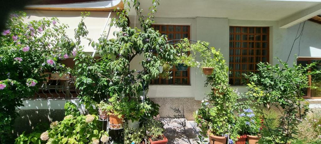 Zahrada ubytování Garden Guest House