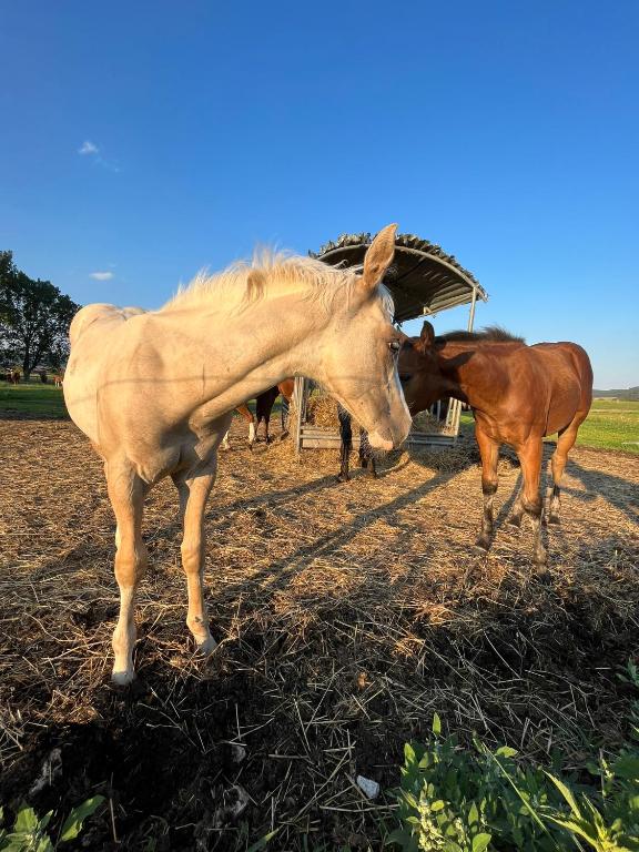 Zvířata v prázdninového domu nebo okolí