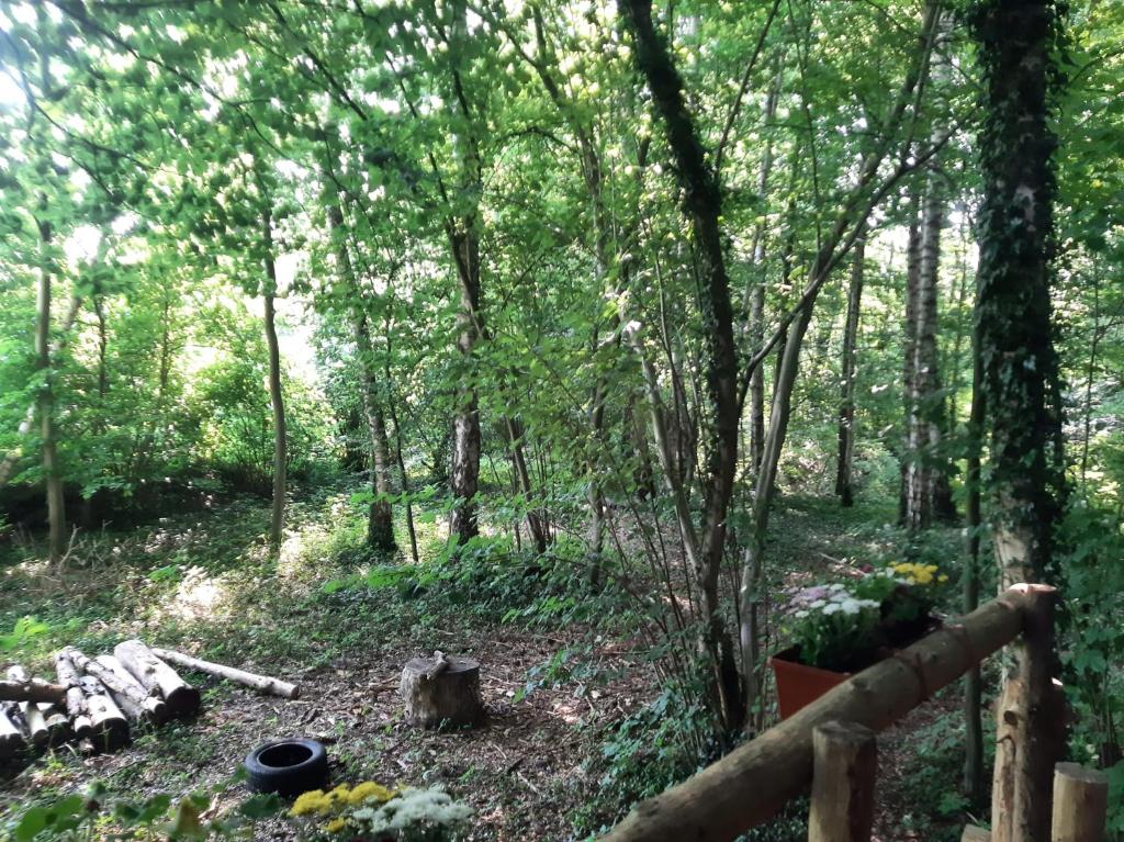 Příroda nedaleko luxury tent