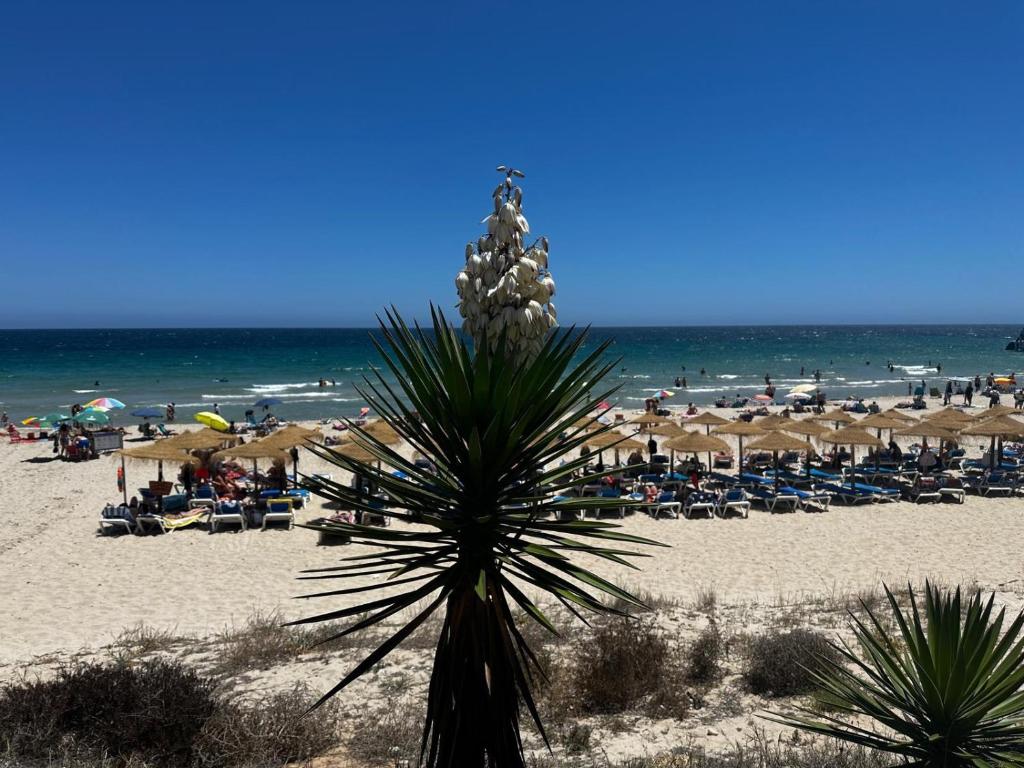 una palmera en una playa con sillas y sombrillas en Casa Victor, en San Pedro del Pinatar