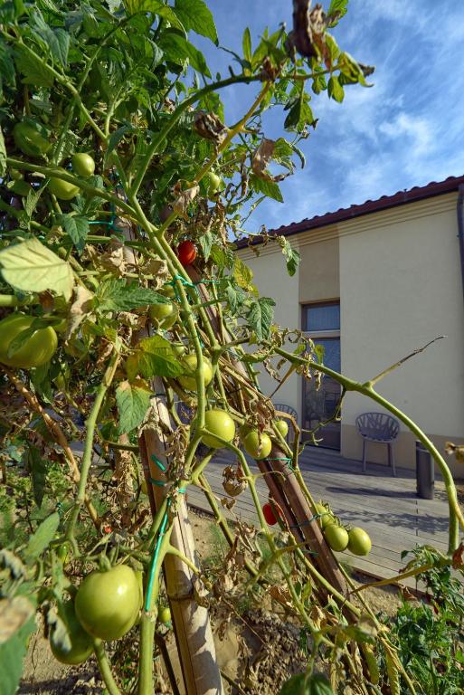Фотография из галереи Resort Il Gallo Senone в Сенигаллии