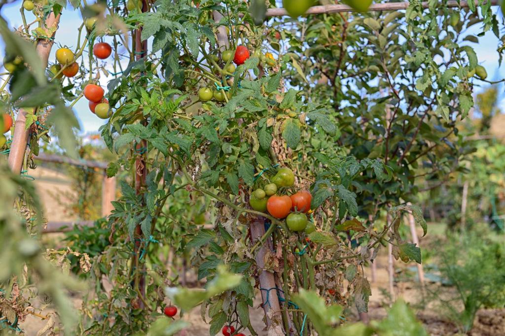 Сад в Resort Il Gallo Senone