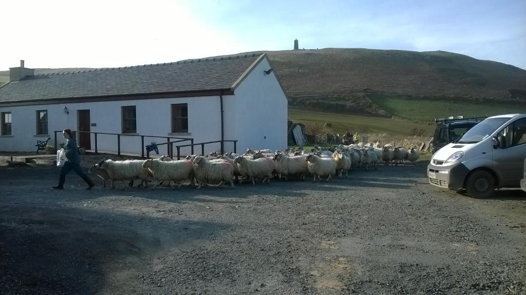 a herd of sheep walking down a road next to a building at Knockaloe Beg Farm in Patrick