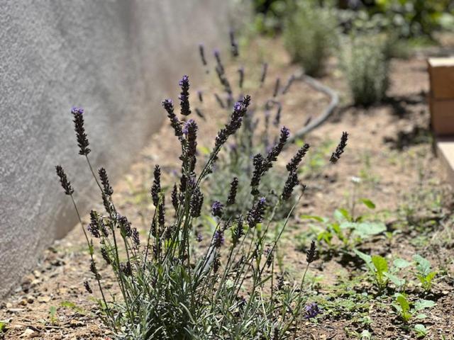 Zahrada ubytování Une nuit en Luberon