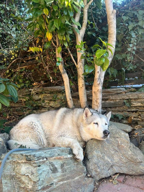 Southern Laughter Backpackers - Resim 12