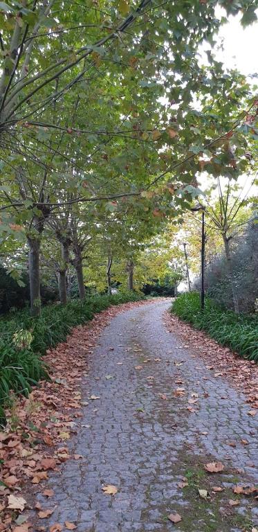 a cobblestone road with trees and leaves on it at Quinta da Touça in Baião