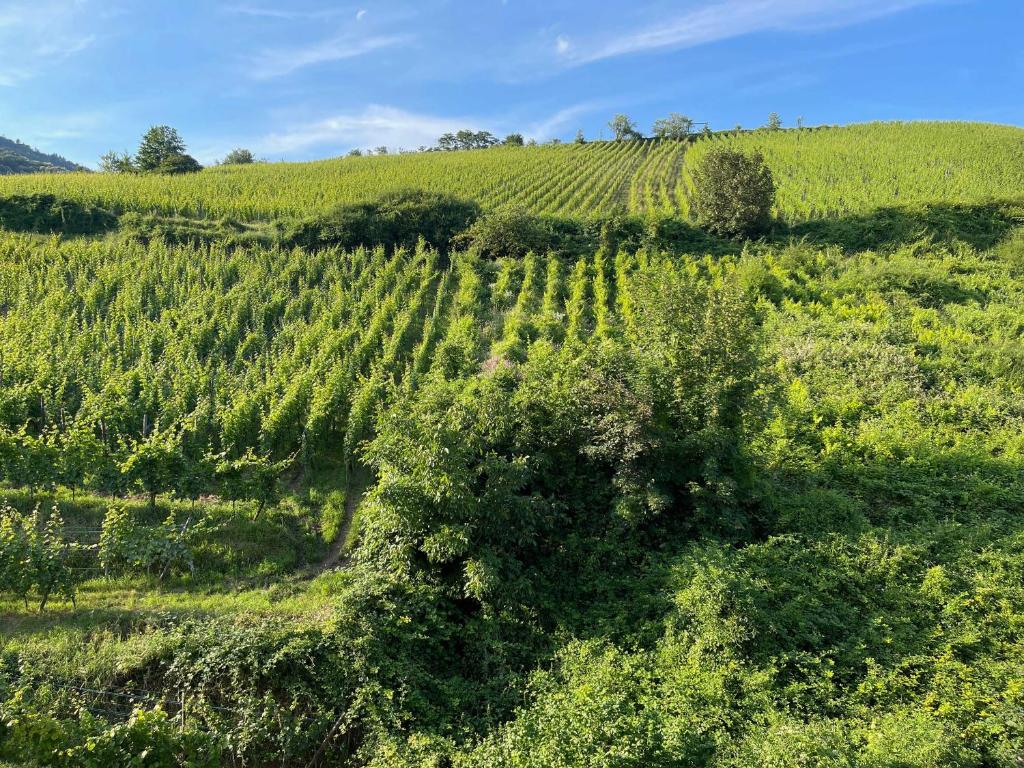 Gîte Maison des Vignerons – photo 30