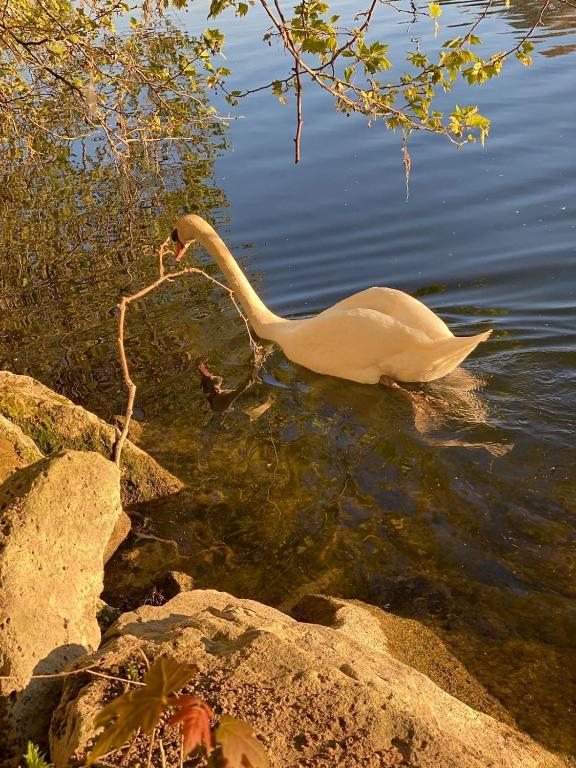un cygne blanc dans l'eau près de quelques rochers dans l'établissement Paris - Stade de France, à LʼÎle-Saint-Denis