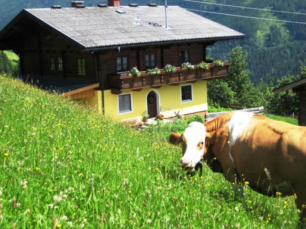 eine Kuh, die im Gras vor einem Haus liegt in der Unterkunft Bio Bauernhof Brandgut in Mühlbach am Hochkönig