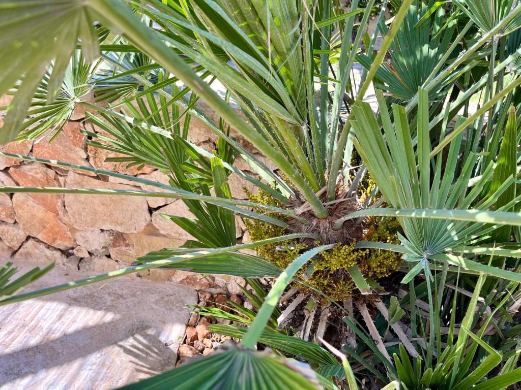 A garden outside Porta D'Oriente Suite