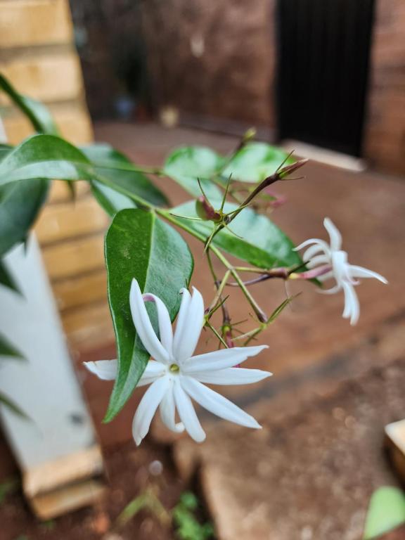 Zahrada ubytování Posada Recanto Minguero