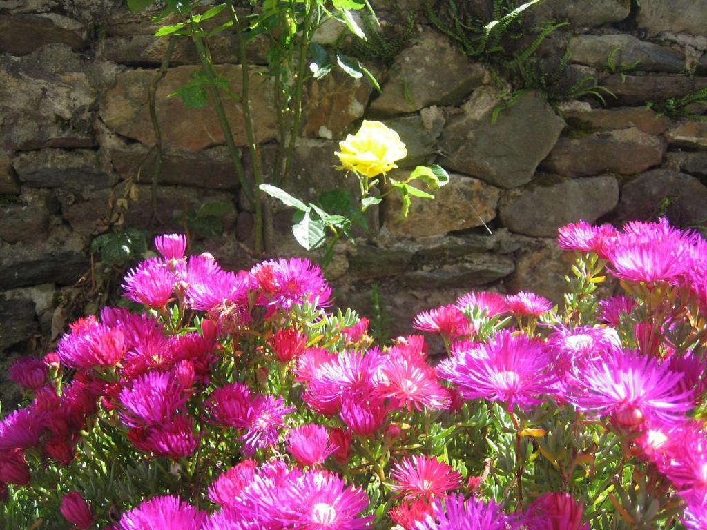 Zahrada ubytování Liosderrig House B&B