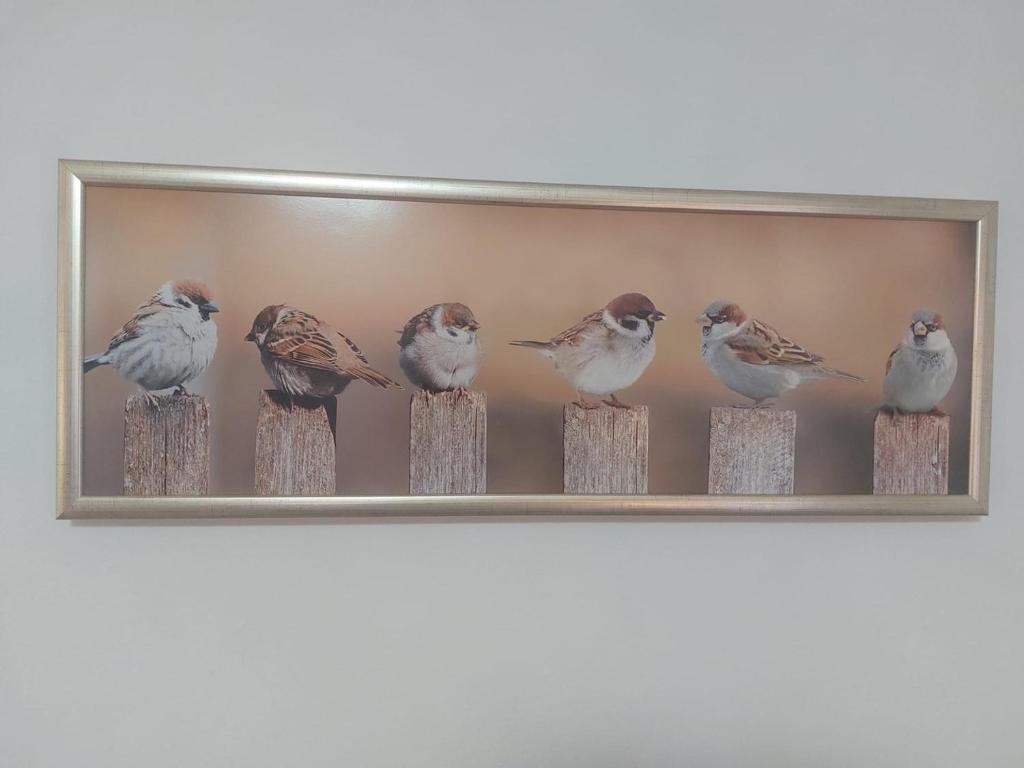 Zvířata v apartmánu nebo okolí