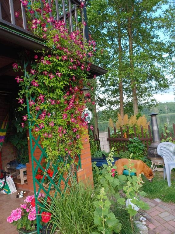 Fotografia z galérie ubytovania Ferienhaus für 4 Personen ca 85 qm in Barczewo, Masuren-Ermland Masurische Seenplatte v destinácii Barczewo
