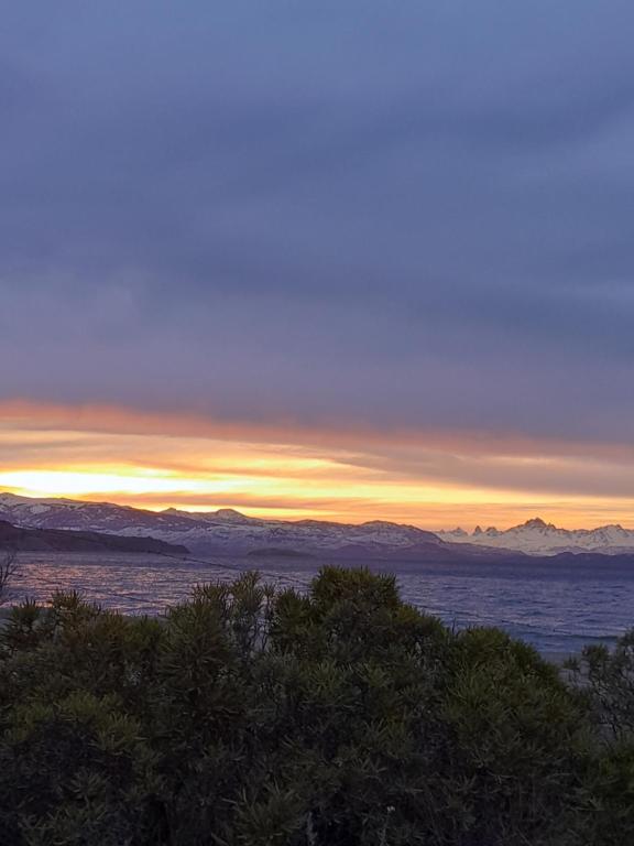 Calafates y lavandas