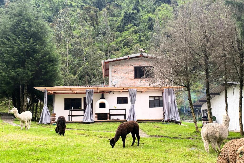 a group of sheep grazing in a field in front of a house at Casa de Campo Papallacta en Reserva Natural Privada in Papallacta