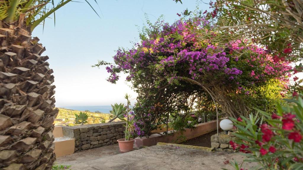 Κήπος έξω από το Dammuso Blanco