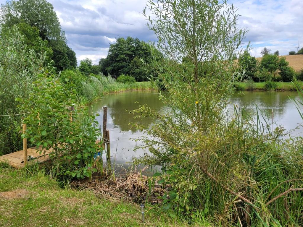 un plan d'eau avec des arbres et des buissons dans l'établissement Au bord de l'eau, à La Neuville-aux-Tourneurs