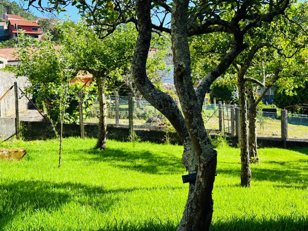 a tree in a field with green grass at Casa de Meruso in San Pedro