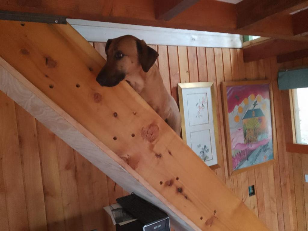 Domácí mazlíčci ubytovaní s hosty v ubytování Casona del Monte