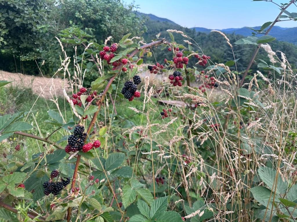 a field of blackberries and grass with mountains in the background at The Casa at Cerdan Art and Nature in Saint-Laurent-de-Cerdans