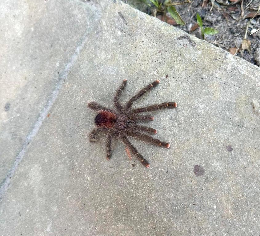 Zvířata v prázdninového domu nebo okolí