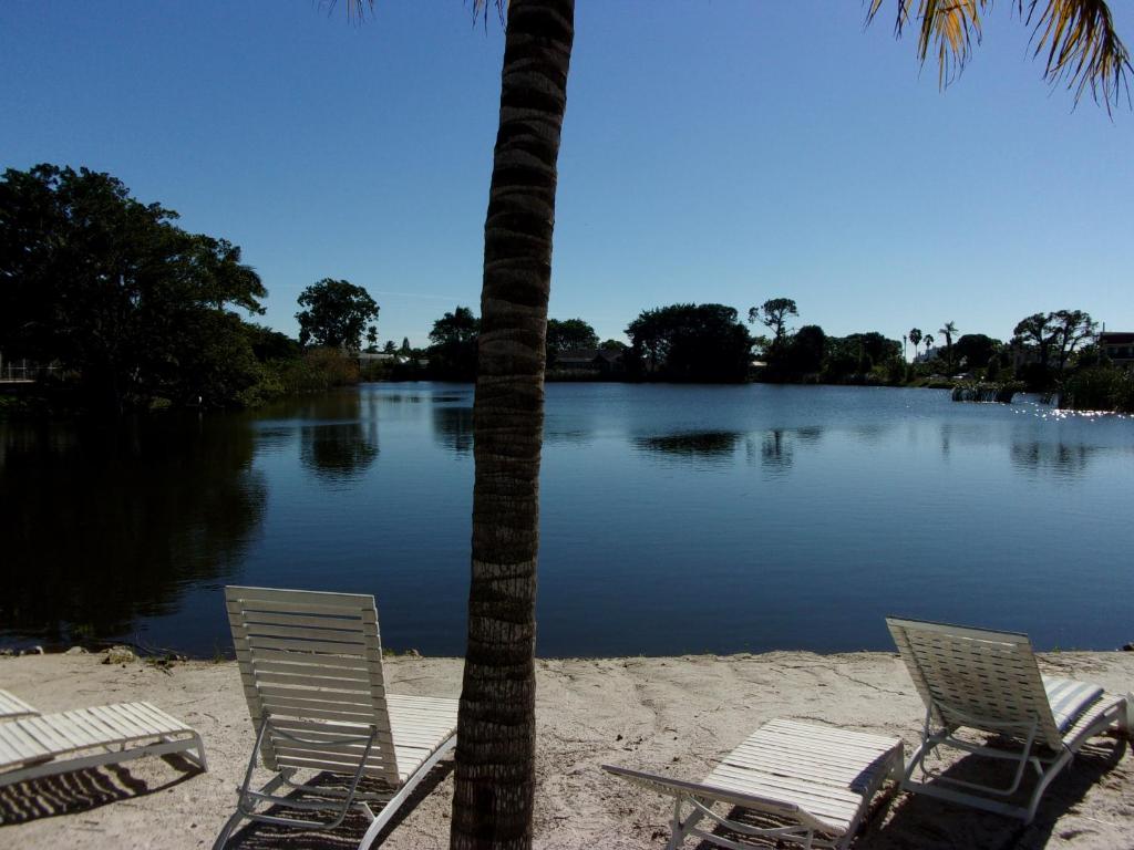 two chairs and a palm tree on a beach at Marco Island Lakeside Inn in Marco Island
