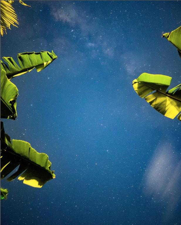 a group of green kites flying in the sky at Suffix Retreat - Stay, Dive & Explore Fuvahmulah in Fuvahmulah