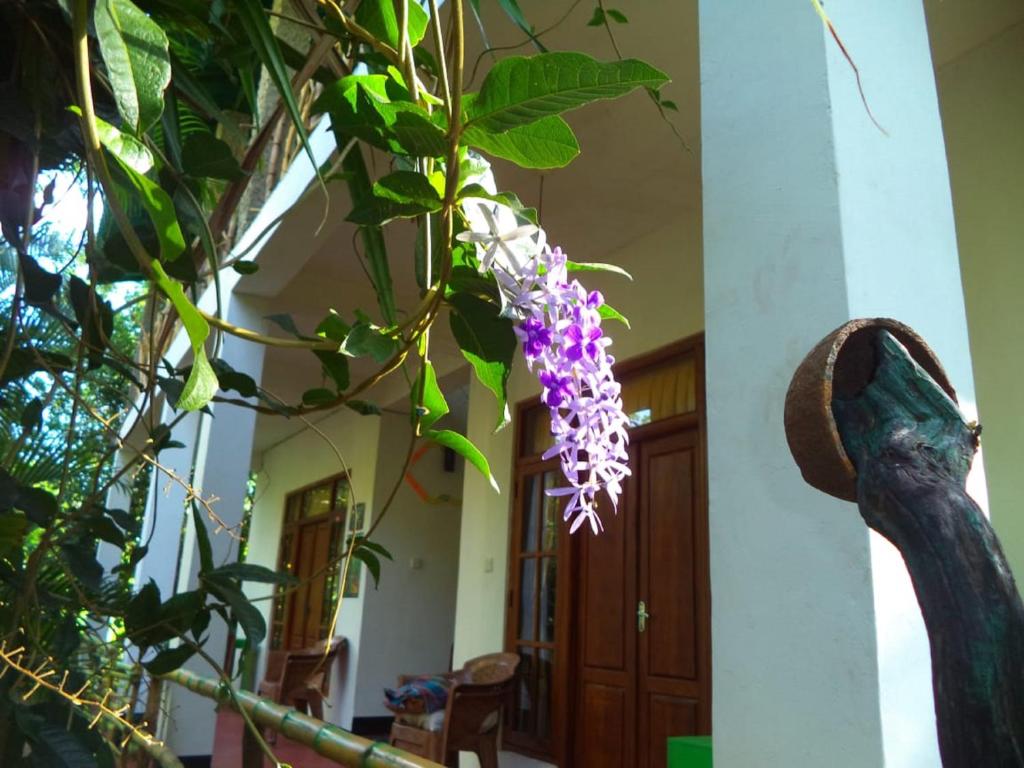 Zahrada ubytování N S K Green Villa