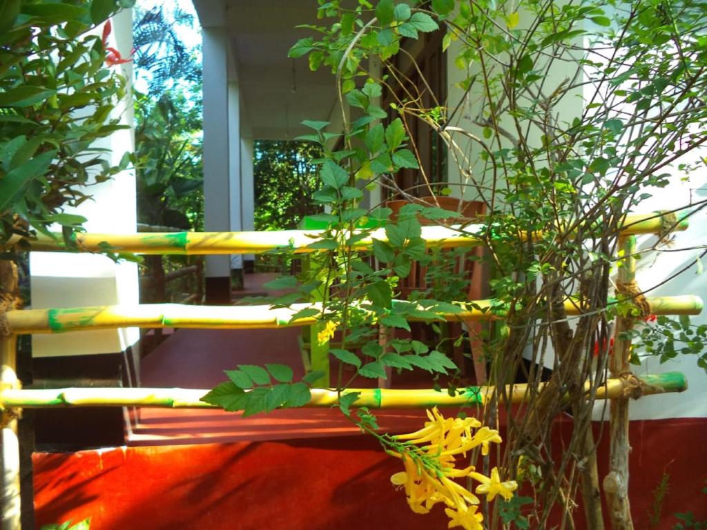 Zahrada ubytování N S K Green Villa