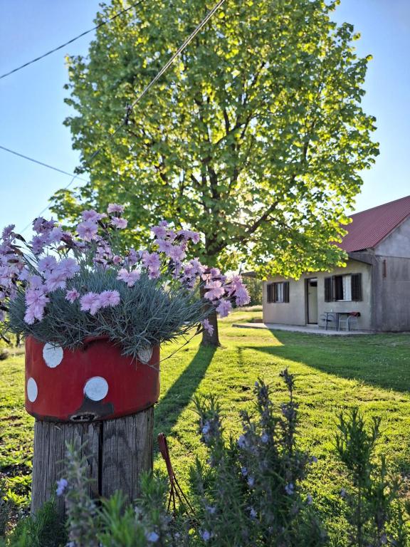 Zahrada ubytování Apartman Krivošije