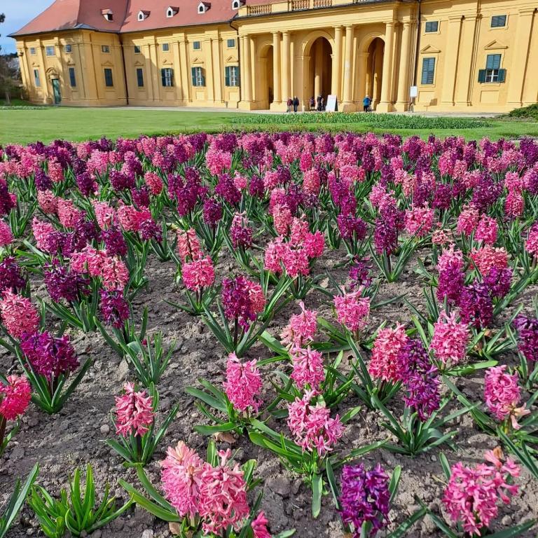 Zahrada ubytování Domek na vinohradech