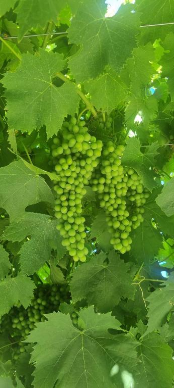 Zahrada ubytování Podere Muracciolo