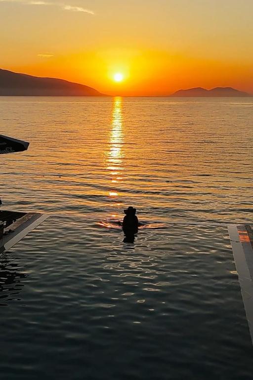 a dog sitting in the water at sunset at Dukes Albania in Vlorë