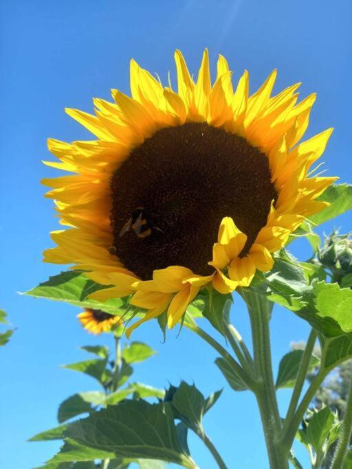 Cosy Rural Retreat - Resim 15