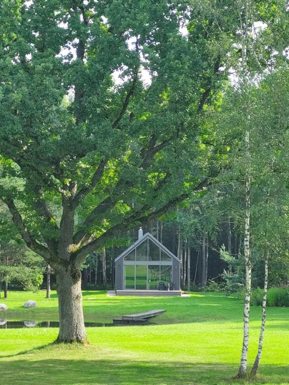 a large tree in front of a glass house at Māja Klusumā in Jaunķempji