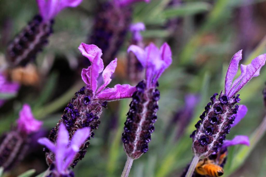 The Shan's Lodge - Resim 21