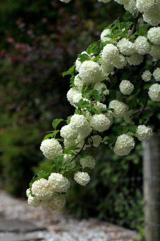 The Shan's Lodge - Resim 18