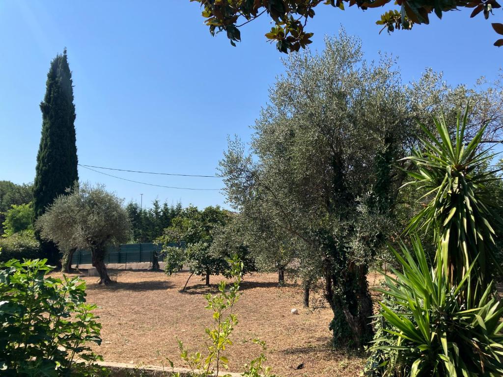 a row of olive trees in a field at Villa Thyziri in Roquefort-les-Pins